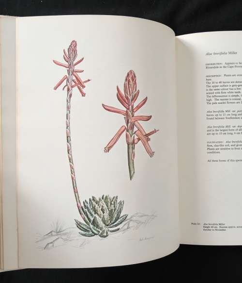 Aloes of the South African Veld by Hans Bornman & David Hardy