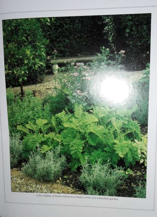 A South African Guide To Herbs - Barbara Hey