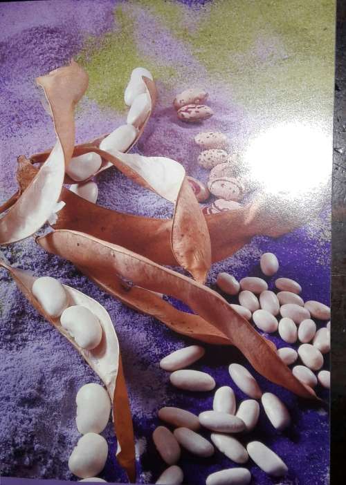 Bean Renaissance - The Intelligent Food Choice - Engela van Eyssen