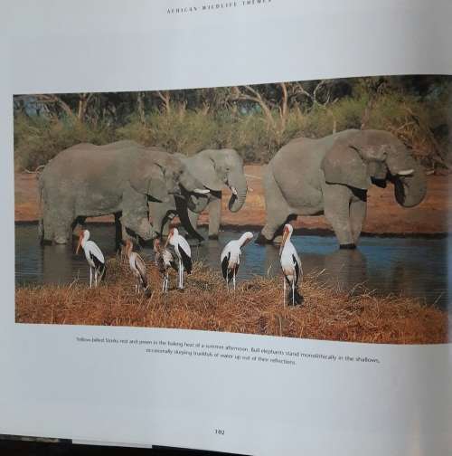 African Wildlife - Themes - Richard du Toit