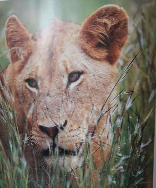 African Wildlife - Themes - Richard du Toit
