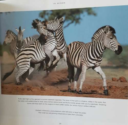 African Wildlife - Themes - Richard du Toit