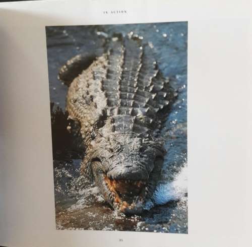 African Wildlife - Themes - Richard du Toit