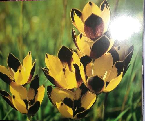 Gerhard Dreyer`s Wild Flowers - Text by Ernst van Jaarsveld