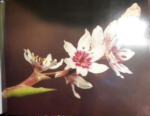 Gerhard Dreyer`s Wild Flowers - Text by Ernst van Jaarsveld