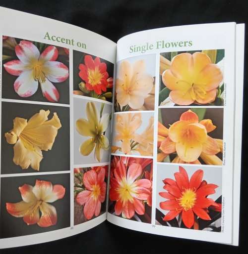 Clivia 8 Editors Claude Felbert, John van der Linde & Roger Dixon