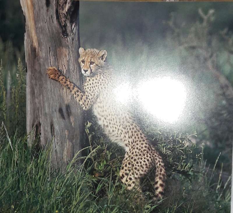 Kalahari Summer In Photographs And Oils - Robert Grogan