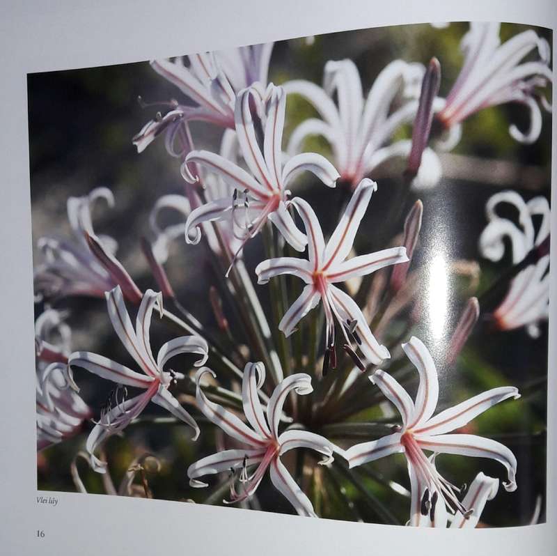 Kalahari Summer In Photographs And Oils - Robert Grogan