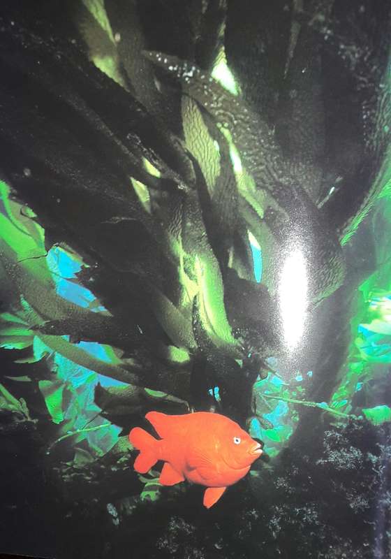The Kelp Forest - Howard Hall