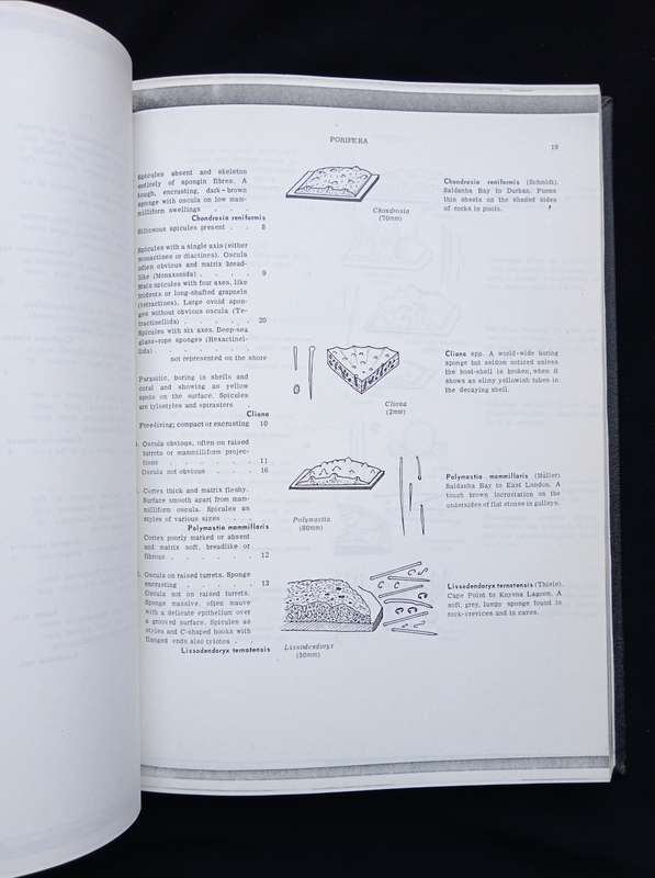 A Guide to Marine Life on South African Shores Vol 1 & 2 by J H Day