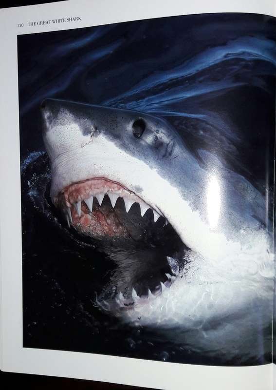 Sharks - A Photographer`s Story - Jeremy Stafford-Deuitsch