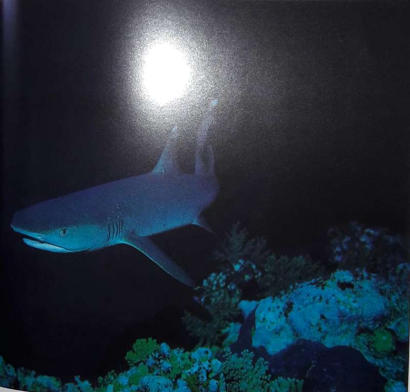 Sharks - A Photographer`s Story - Jeremy Stafford-Deuitsch