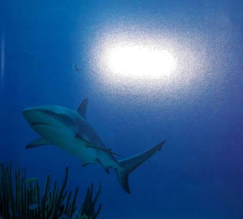 Sharks - A Photographer`s Story - Jeremy Stafford-Deuitsch