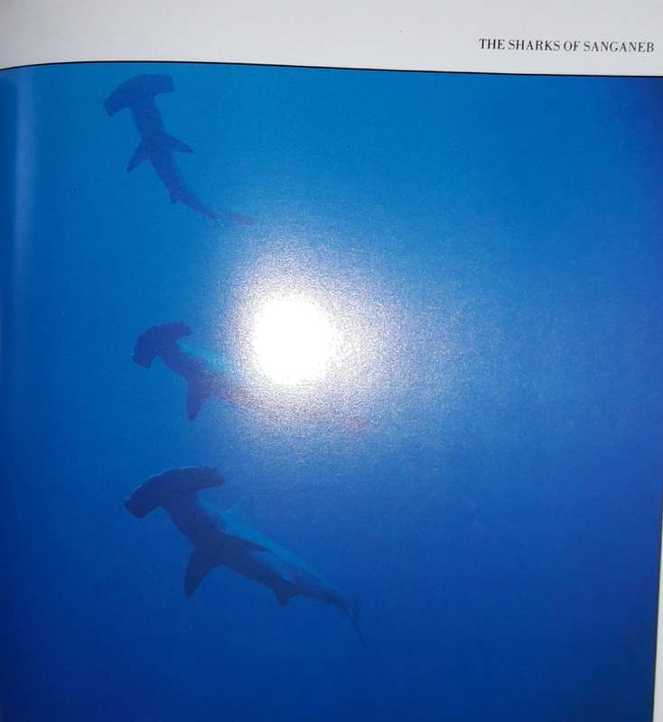 Sharks - A Photographer`s Story - Jeremy Stafford-Deuitsch