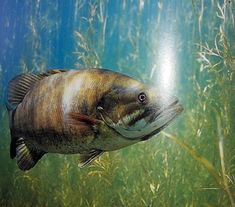 The Big Book Of Bass - Steve Hauge