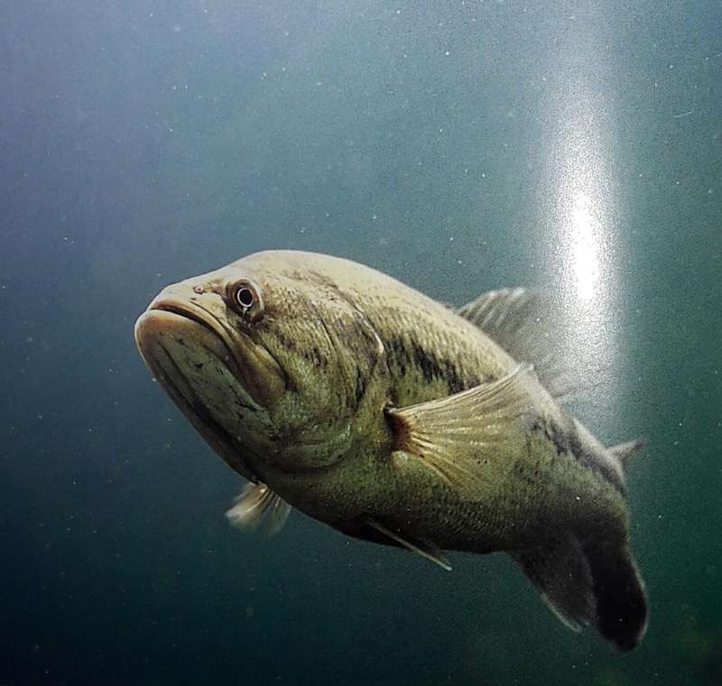 The Big Book Of Bass - Steve Hauge