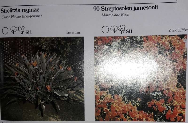 Keith Kirsten`s Guide To Garden Plants - Keith Kirsten
