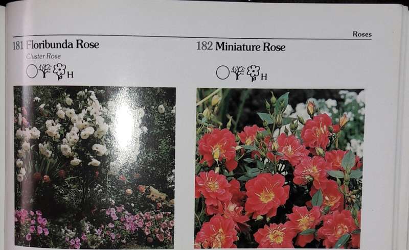 Keith Kirsten`s Guide To Garden Plants - Keith Kirsten