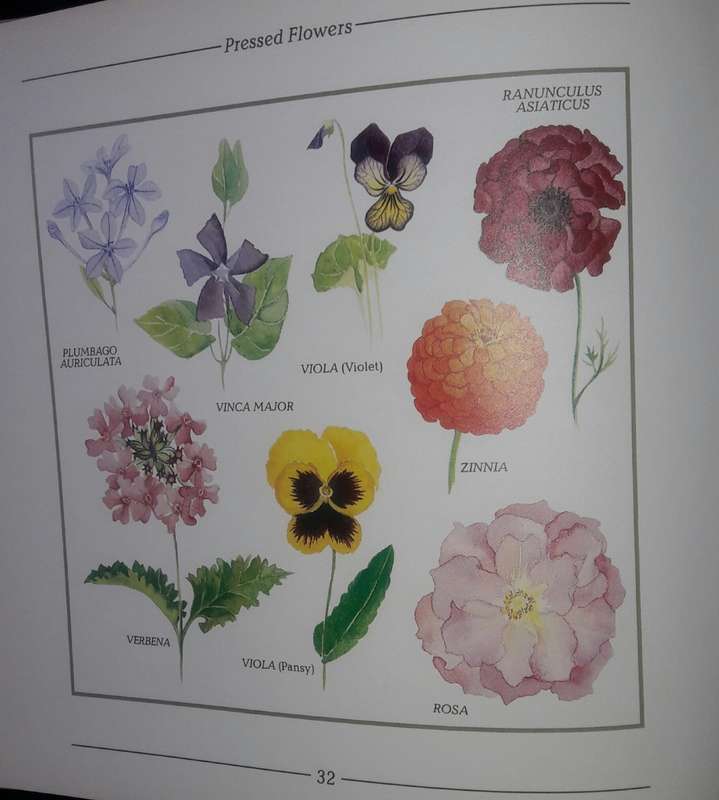 Pressed Flowers - A South African Guide - Cathy Bussi