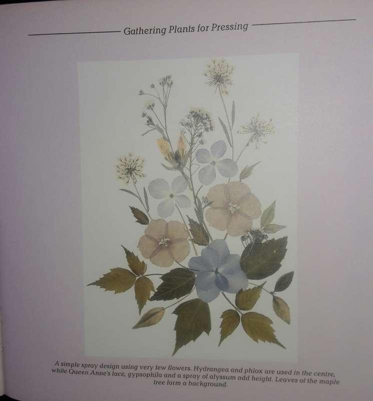 Pressed Flowers - A South African Guide - Cathy Bussi