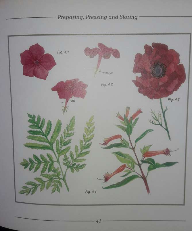 Pressed Flowers - A South African Guide - Cathy Bussi