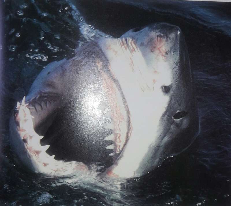 Shark Attack - Mac McDiarmid