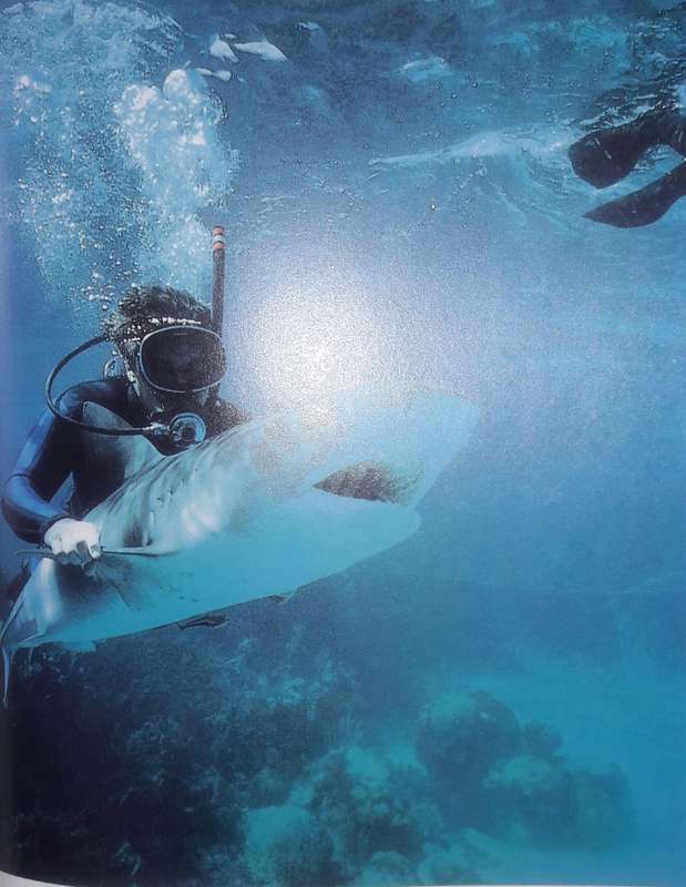 Shark Attack - Mac McDiarmid
