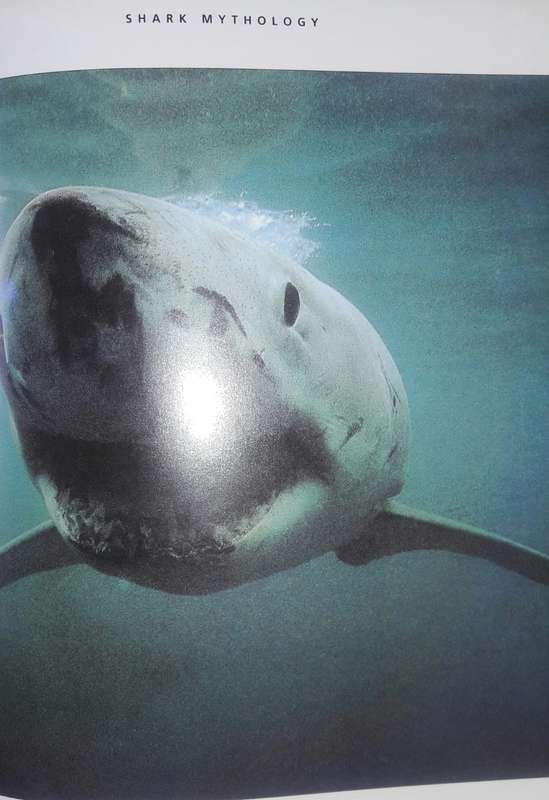 Shark Attack - Mac McDiarmid