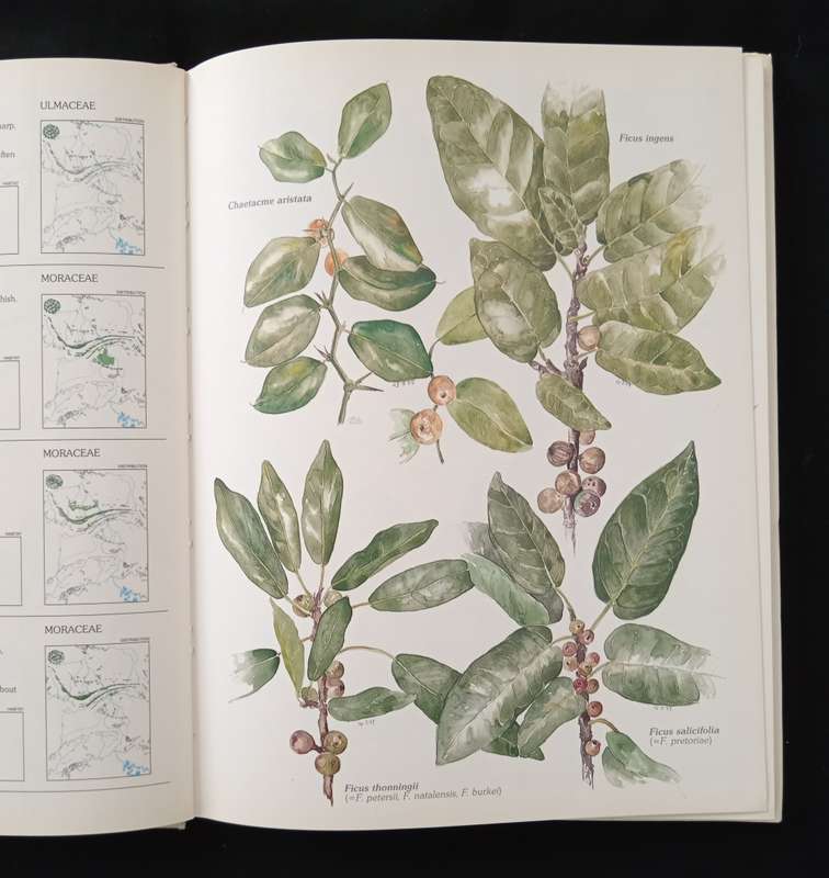 Trees & Shrubs of the Witwatersrand, Magaliesberg & Pilanesberg by Joan van Gogh & John Anderson