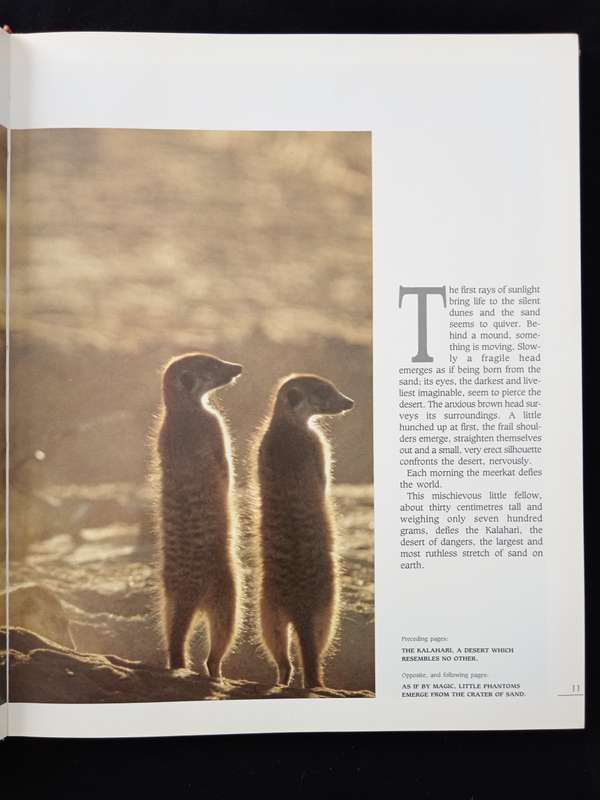 Meerkat Valley by Alain Degré & Sylvie Robert