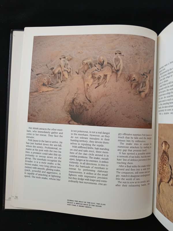 Meerkat Valley by Alain Degré & Sylvie Robert