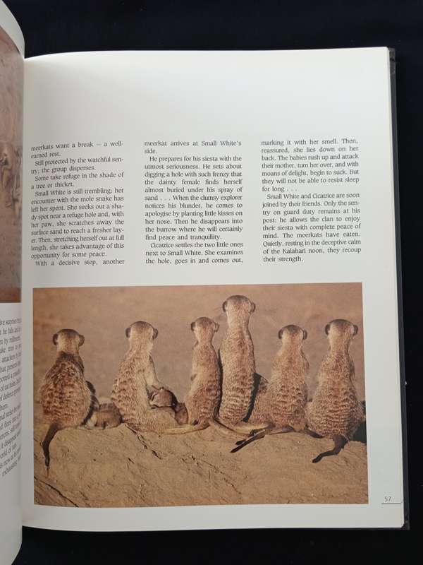 Meerkat Valley by Alain Degré & Sylvie Robert