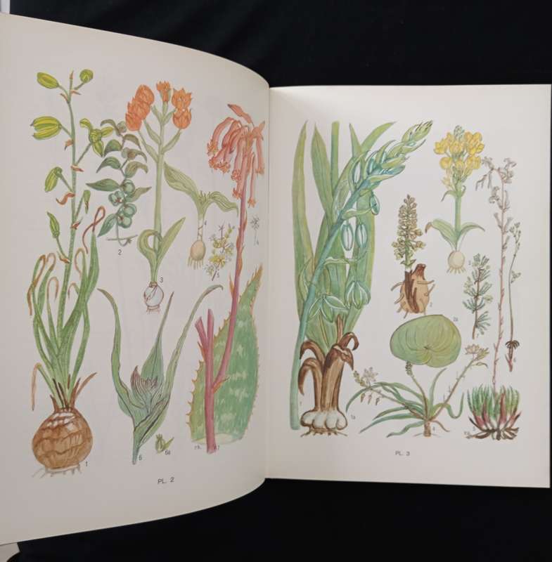 Flowering Plants of the Southern Cape by Pauline Bohnen