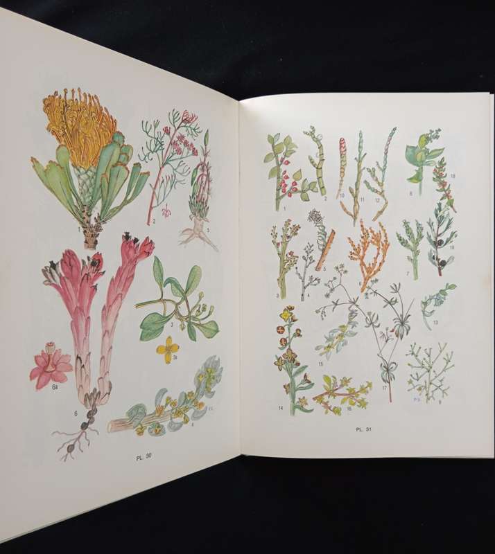 Flowering Plants of the Southern Cape by Pauline Bohnen
