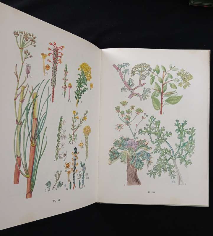 Flowering Plants of the Southern Cape by Pauline Bohnen