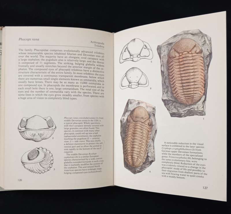Hamlyn Colour Guide Fossils by Rudolf Prokop