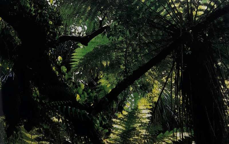 About New Zealand - Tim Plant