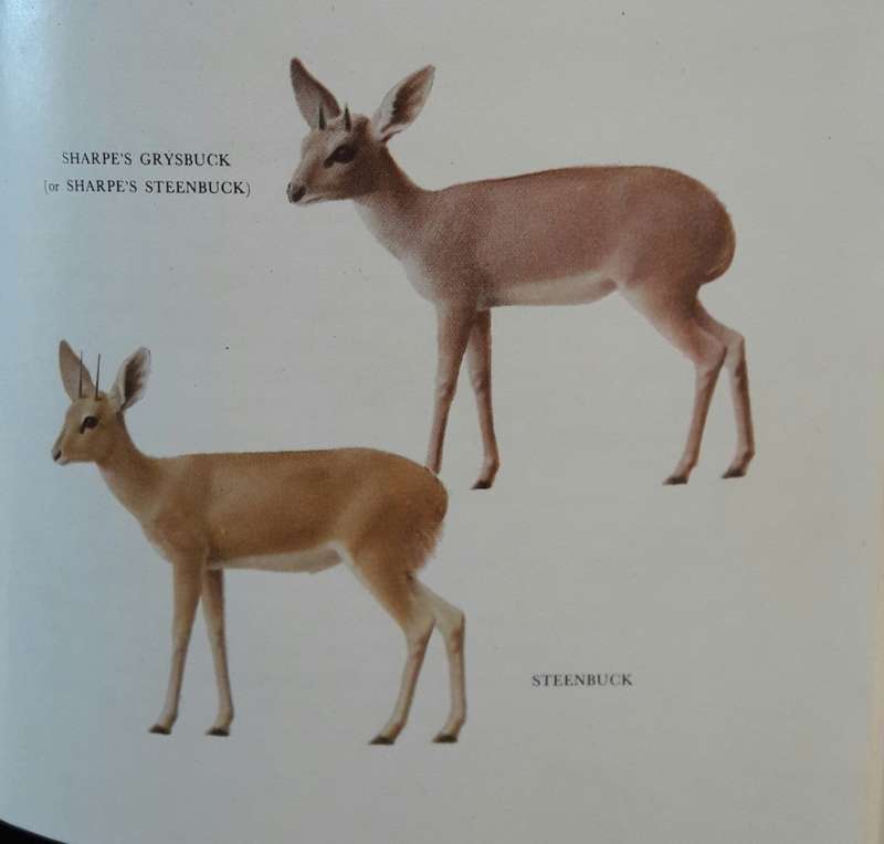 What Antelope Is That? - Paul Rose
