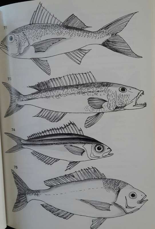 Sea-Fishes of Mauritius - Michael Atchia