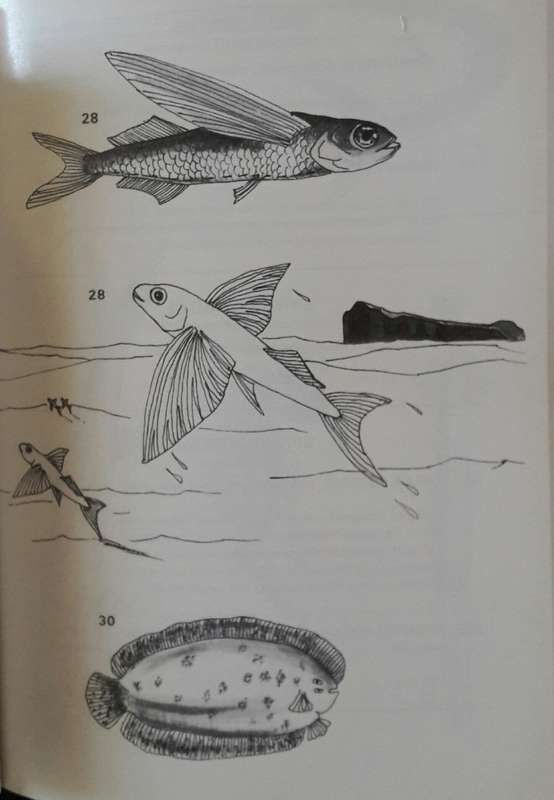 Sea-Fishes of Mauritius - Michael Atchia