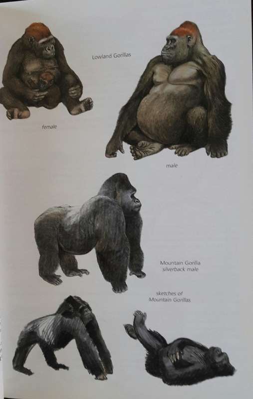 The Kingdon Pocket Guide To African Mammals - Jonathan Kingdon