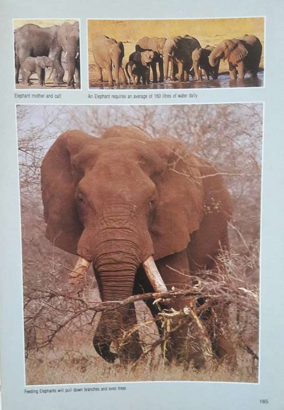 Field Guide _ Mammals - Chris and Tilde Stuart