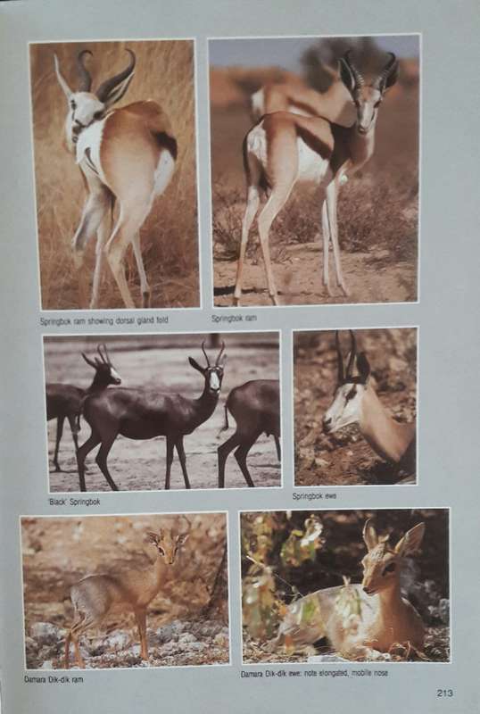 Field Guide _ Mammals - Chris and Tilde Stuart