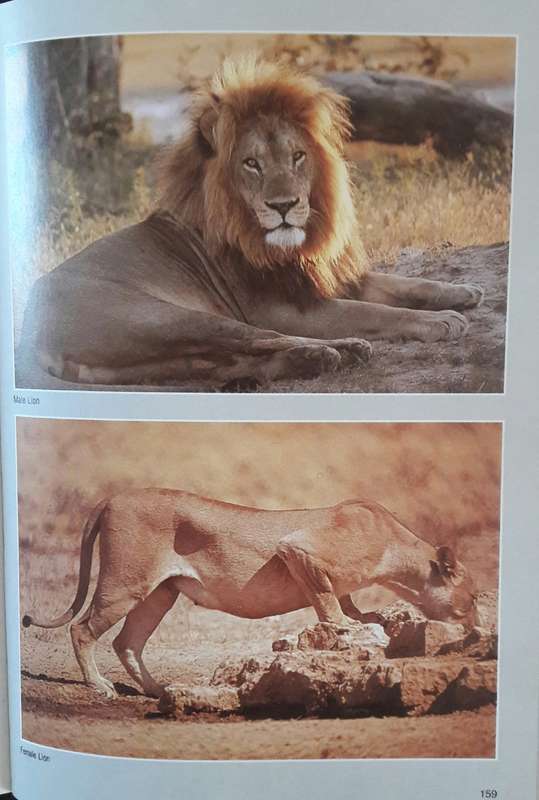 Field Guide _ Mammals - Chris and Tilde Stuart