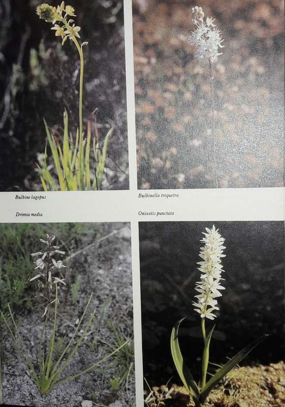 South African Wild Flower Guide 5 - Hottentots Holland To Hermanus - Lee Burman And Anne Bean