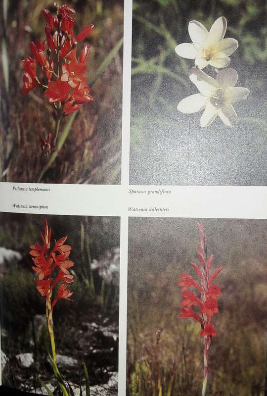 South African Wild Flower Guide 5 - Hottentots Holland To Hermanus - Lee Burman And Anne Bean