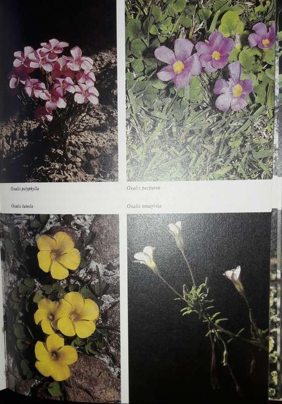 South African Wild Flower Guide 5 - Hottentots Holland To Hermanus - Lee Burman And Anne Bean