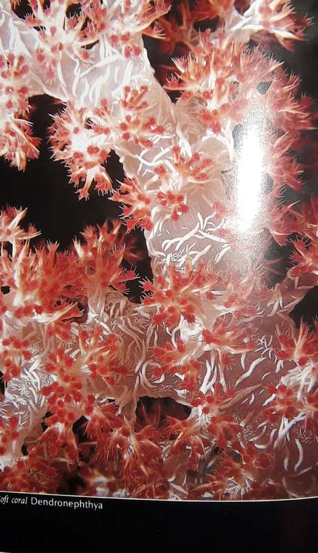 Living Reefs Of The Maldives - Dr R C Anderson