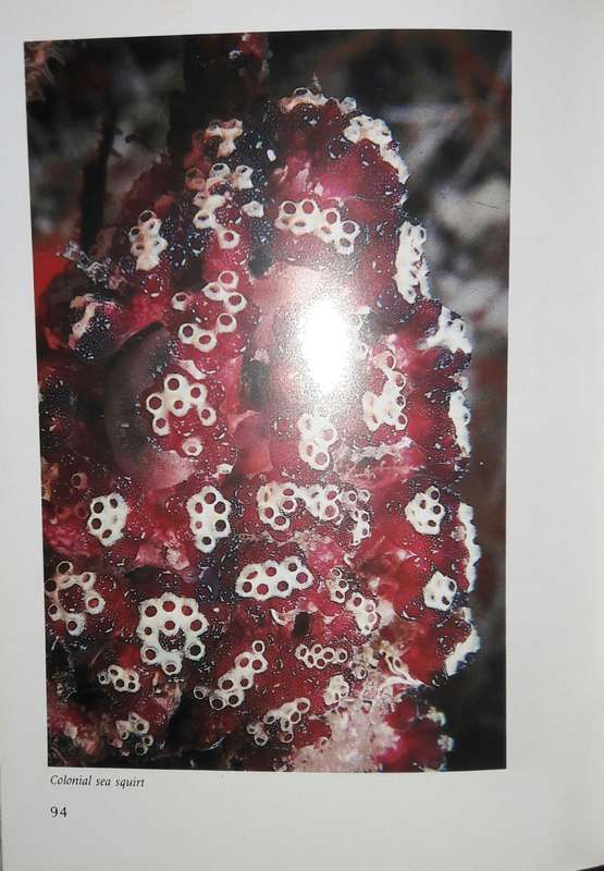 Living Reefs Of The Maldives - Dr R C Anderson