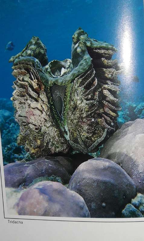 Living Reefs Of The Maldives - Dr R C Anderson